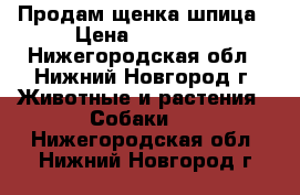 Продам щенка шпица › Цена ­ 25 000 - Нижегородская обл., Нижний Новгород г. Животные и растения » Собаки   . Нижегородская обл.,Нижний Новгород г.